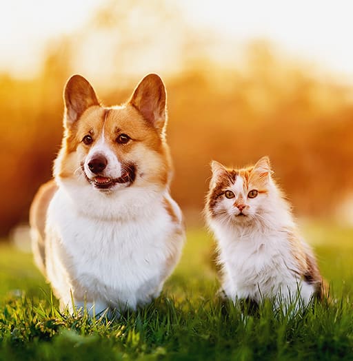 dog and cat 